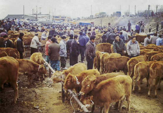 1980년 함평 우시장