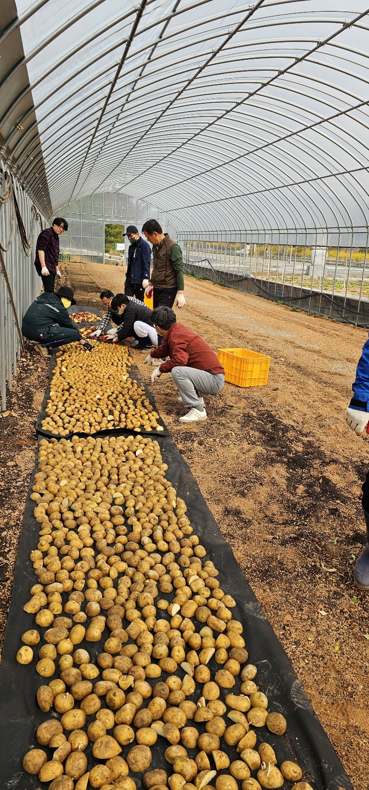 감자쪼개기 및 감자 싹티우기작업