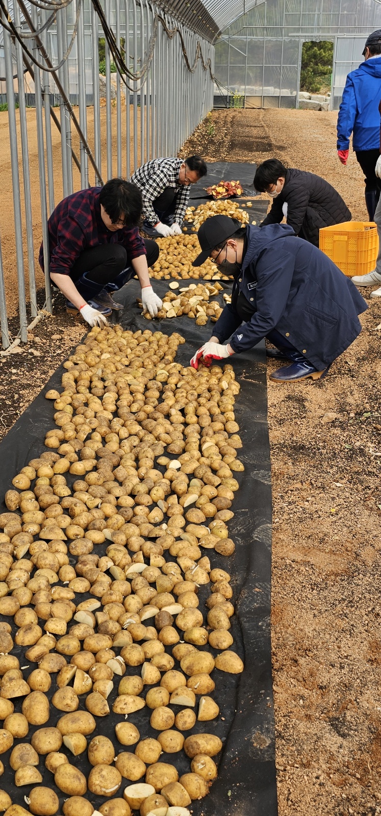 감자쪼개기 및 감자 싹티우기작업